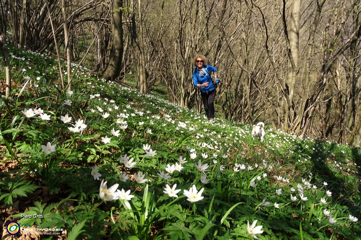 91 Anemoni dei boschi (Anemone nemorosa).JPG